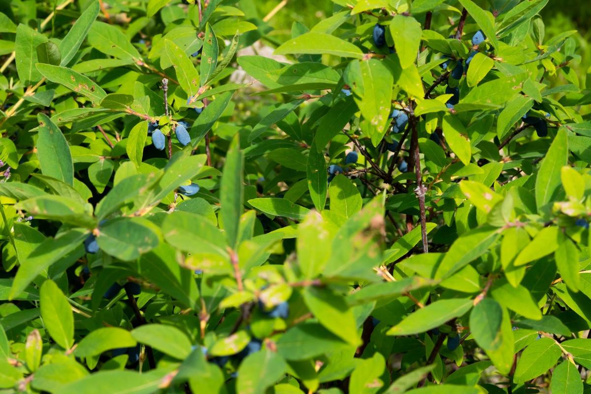 Kamčatská borůvka (Zdroj: Shutterstock)