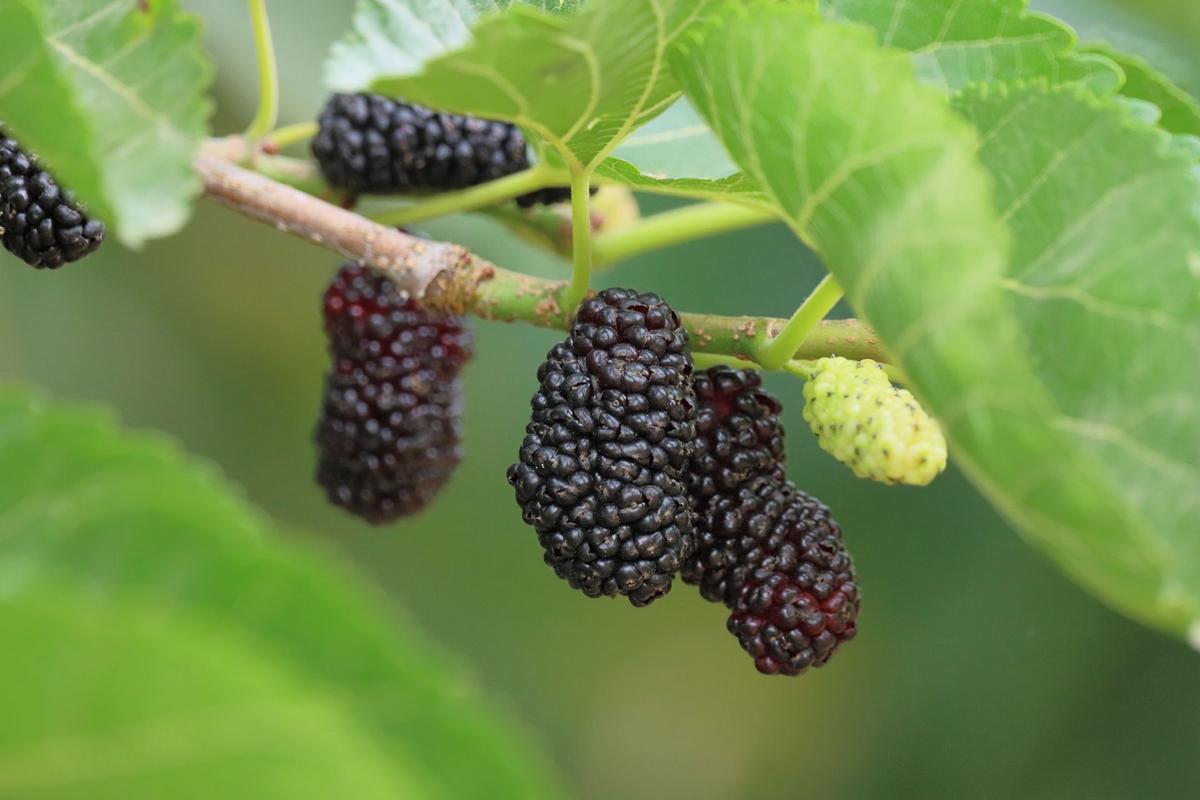 Morušovník černý (Zdroj: Shutterstock)