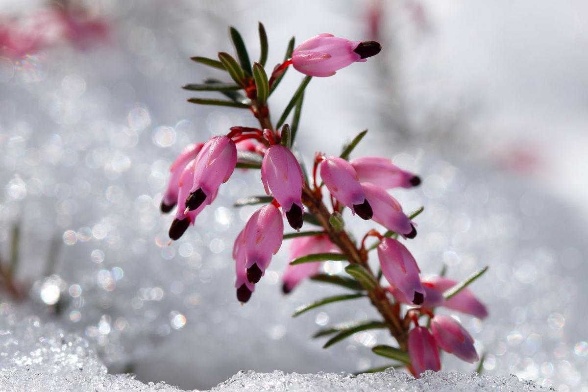 Vřesovec pleťový (Zdroj: Shutterstock)