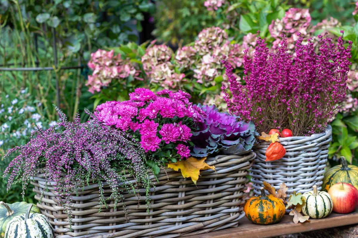 Výsadba vřesovcovitých (Zdroj: Shutterstock)