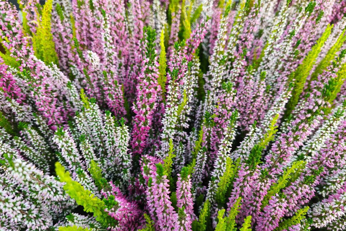 Kvetoucí vřes (Zdroj: Shutterstock)