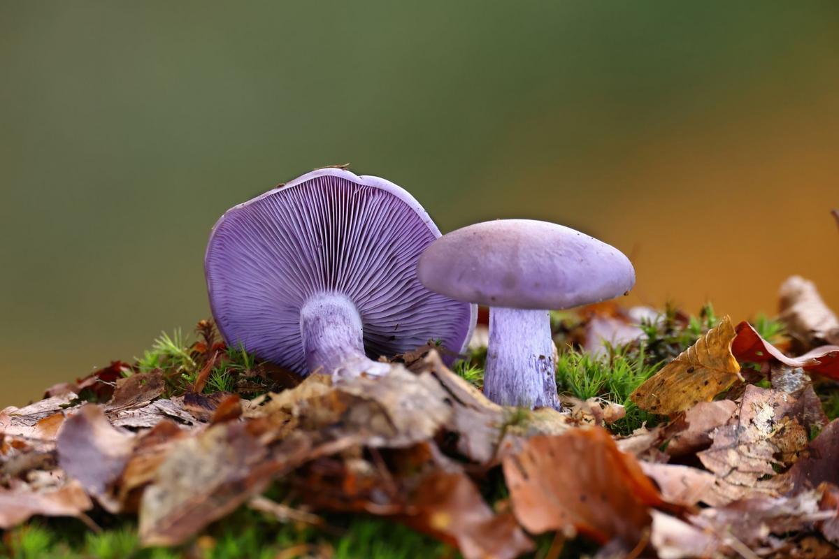 Čirůvka fialová (Zdroj: Shutterstock)