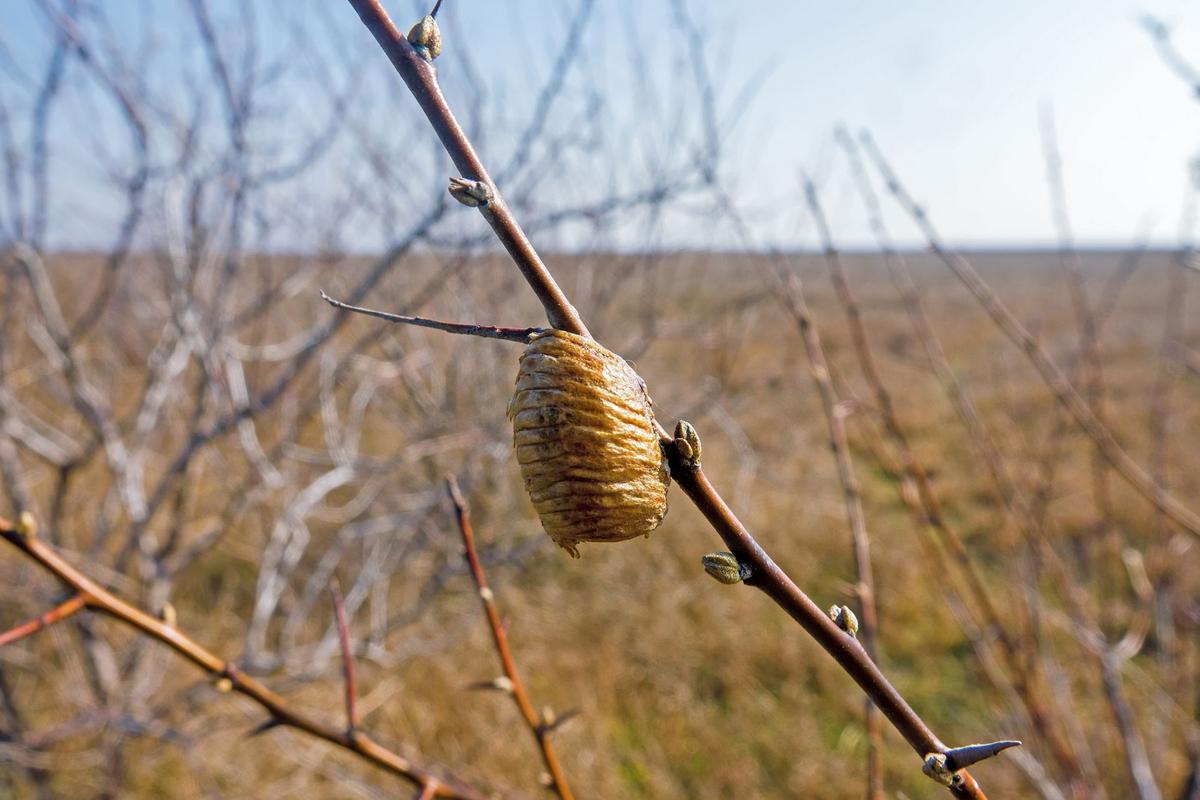 Ootéka kudlanky nábožné (Zdroj: Shutterstock)