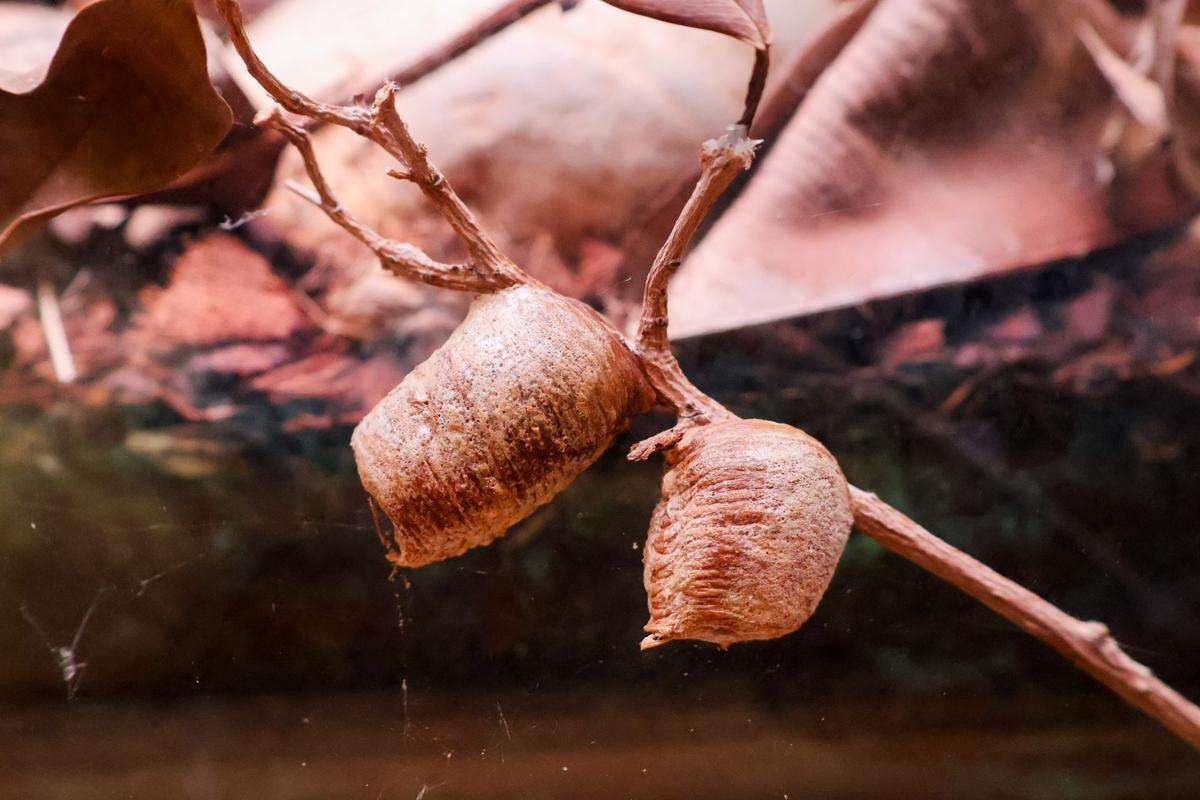 Ootéky kudlanky nábožné (Zdroj: Shutterstock)