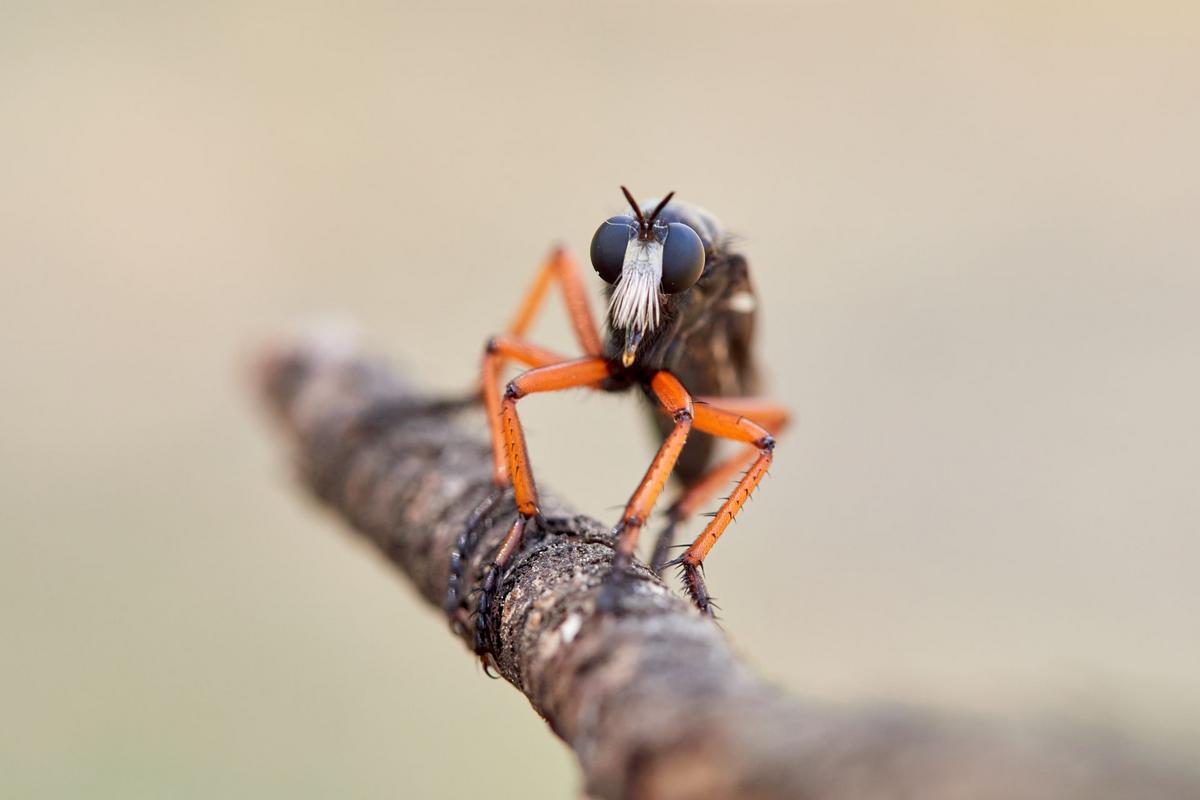Rodina Asilidae (Zdroj: Shutterstock)