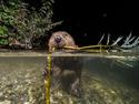 Vzácnost na odstřel. Bobr a nutrie, nechtění hosté s odlišnými předpoklady
