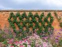 Placaté stromy espalier nejsou vynálezem francouzských zahradníků
