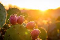 Mrazuvzdorný kaktus kolonizuje Pálavu: ze skalek nadšenců unikl vetřelec, který dusí vzácné stepi
