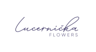 Lucernička flowers