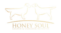 Vítězslav Suský - Honey Soul