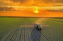 Věčné chemikálie míří na talíře: Nové PFAS pesticidy zachraňují úrodu, ale děsí toxikology