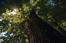 Šampionem mezi šampiony je dub ze Skaličky: Anketa Strom roku vyhlásila Strom čtvrtstoletí
