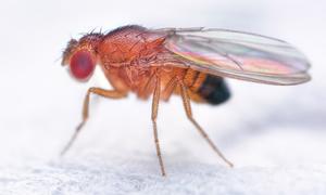 Octomilky se na podzim stahují do kuchyní. Tři pasti a chyba, kvůli které se vracejí