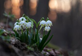 Bledule jarní | Leucojum