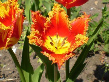 Geodézie jako geometrie tulipánů
