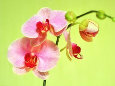 Co dělat, když orchidej nekvete