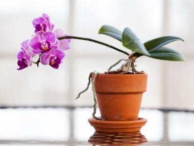 Jak na jaře pohnojit orchideje