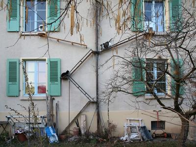 Žebříky pro kočky (Zdroj: Wikipedie, Foto: Brigitte Schuster/CC BY-SA-NC 4.0)