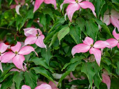 Cornus kousa 'Scarlet Fire' (Zdroj: Shutterstock)