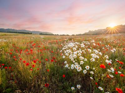 Louka (Zdroj: Shutterstock)