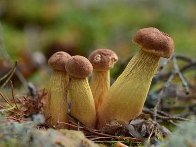 Hřib štíhlotřenný (Zdroj: Shutterstock)