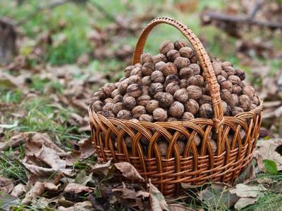 Sklizené vlašské ořechy (Zdroj: Shutterstock)
