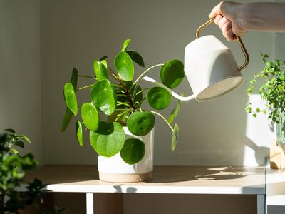 Zalévání pokojové rostliny (Zdroj: Shutterstock)