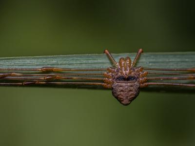 Sekáč rohatý (Zdroj: Shutterstock)