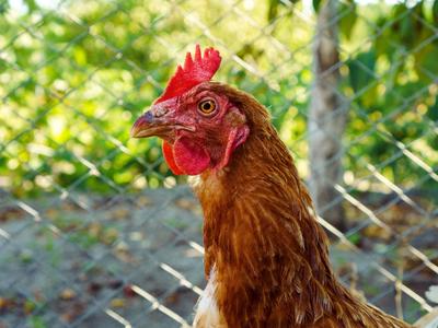 Nosnice plemene Lohmann Brown (Foto: Shutterstock)