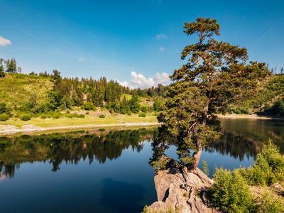 Chudobínská borovice je jedním z pěti finalistů (Foto: Strom roku)