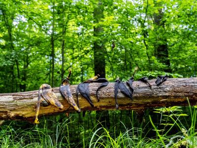 Banánové slupky do naší přírody nepatří (Zdroj: Shutterstock)