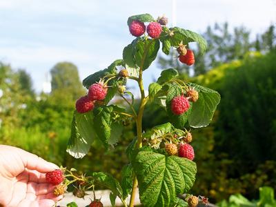 Některé dlouho plodící odrůdy zahradních malin plodí za pěkného počasí až dlouho do října (Zdroj: Shutterstock)