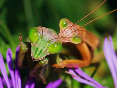Makro fotografie pařících se kudlanek (Zdroj: Shutterstock)