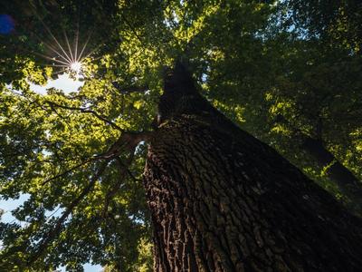 Strom čtvrtstoletí: čtyřsetletý dub z aleje ve Skaličce v Olomouckém kraji (Zdroj: stromroku.cz)