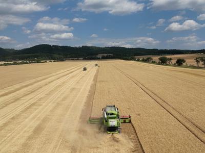 Sklizeň obilí (Zdroj: Shutterstock)