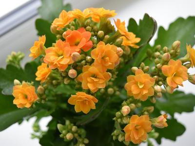 Kvetoucí Kalanchoe blossfeldiana na světlém okně; při dostatku slunce a podzimních tmavých nocích může vykvést znovu. (Zdroj: Shutterstock)