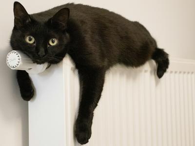 Termostatická hlavice radiátoru je citlivá na vnější vlivy, i na ty kočičí (Foto: Andrey Volk / Unsplash)