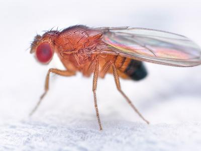 Octomilky jsou nezničitelné, jak se doma objeví, jen tak nezmizí (Zdroj: Shutterstock)