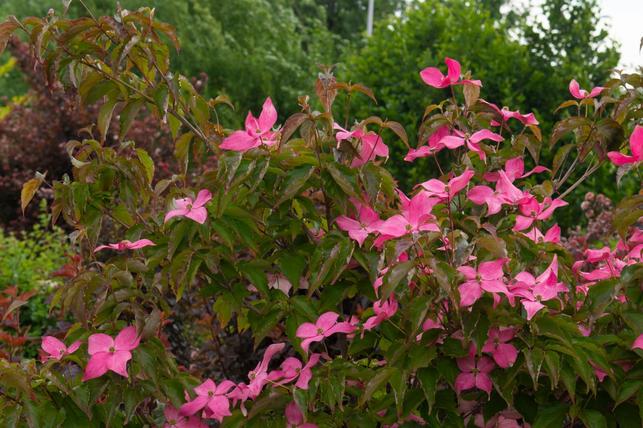 Cornus kousa 'Scarlet Fire' (Zdroj: Shutterstock)