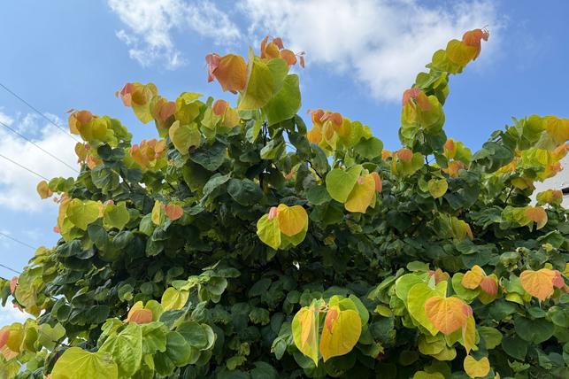 Cercis canadensis 'The Rising Sun' -  všechny tři hlavní odstíny listů jsou na větvích vidět zároveň (Zdroj: Shutterstock)