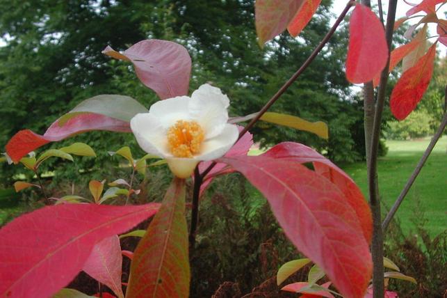 Franklinia alatamaha - v přírodě dávno vyhynulá krása (Zdroj: Wikipedie, Autor: Francine Riez, CC BY-SA 3.0)