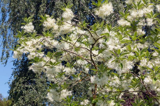 Chionanthus virginicus (Zdroj: Shutterstock)
