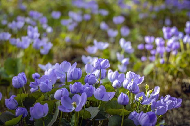 Jeffersonia dubia (Zdroj: Shutterstock)