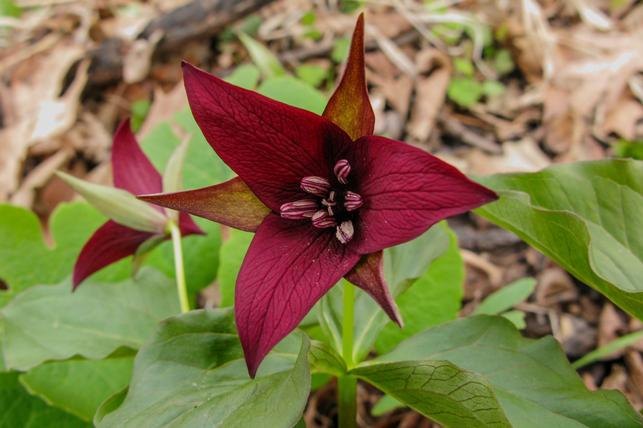 Trillium erectum (Zdroj: Shutterstock)