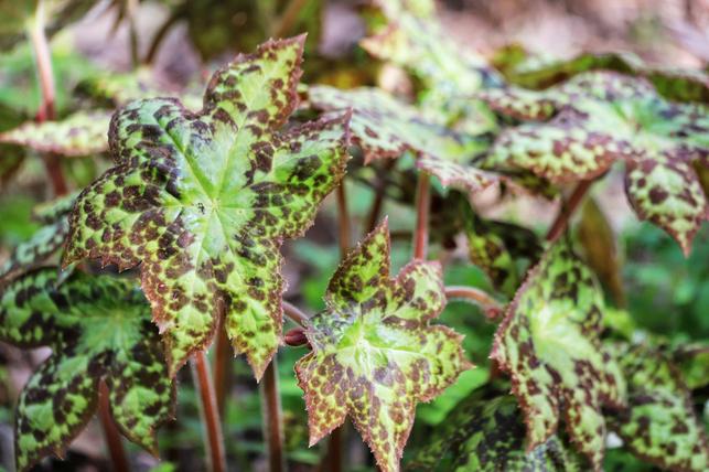 Podophyllum 'Spotty Dotty' (Zdroj: Shutterstock)