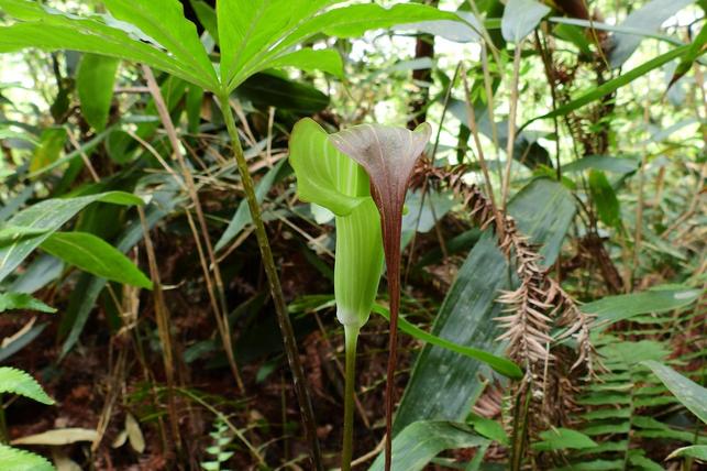 Arisaema consanguineum (Zdroj: Shutterstock)