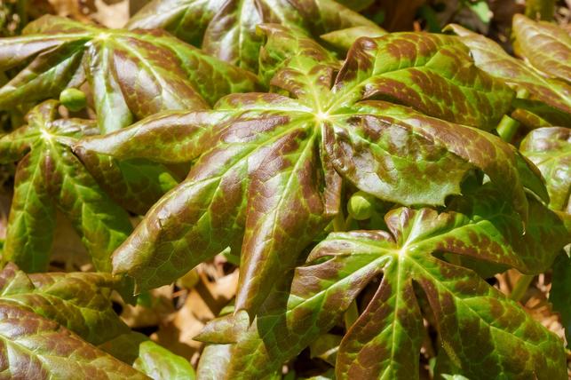 Dysosma delavayi (Zdroj: Shutterstock)
