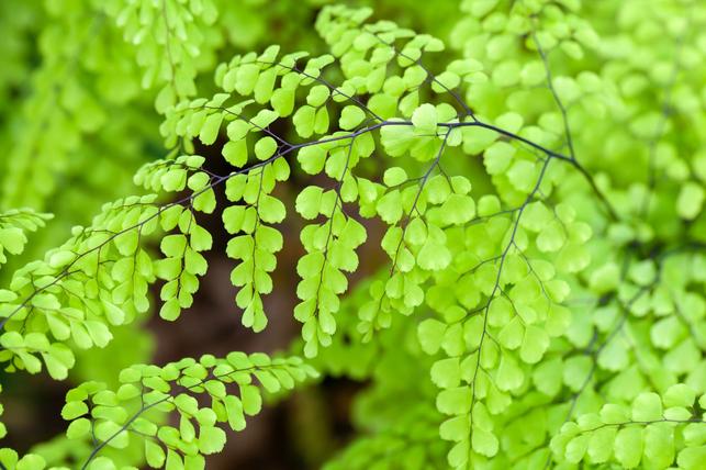 Adiantum venustum (Zdroj: Shutterstock)