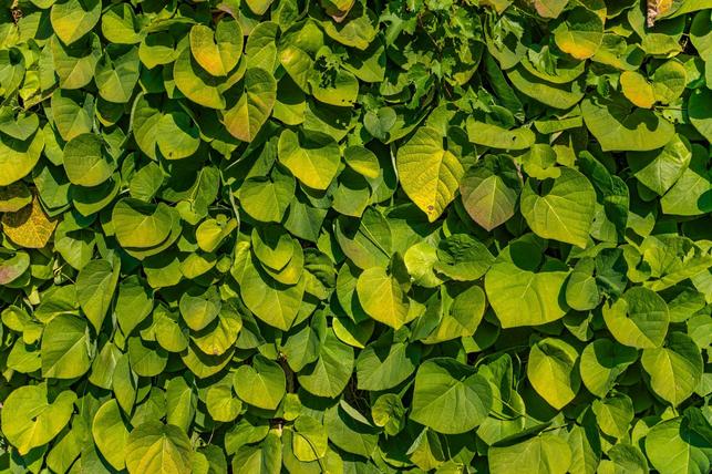 Aristolochia macrophylla (Zdroj: Shutterstock)