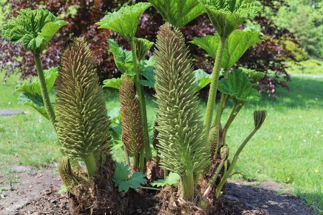 Gunnera manicata (Zdroj: Shutterstock)